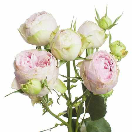 Кустовая пионовидная роза "Маршмеллоу" - купить цветы оптом в компании RoseOpt
