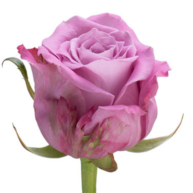 Купить розу фиолетовую Маритим оптом в компании RoseOpt г. Москва - свежие  розы с доставкой