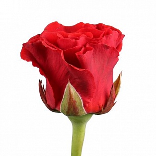 Красно-оранжевая роза "Эльторо" - купить цветы оптом в компании RoseOpt