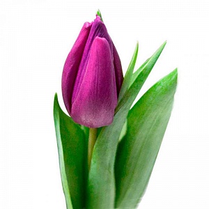 Фиолетовой тюльпан - купить цветы оптом в компании RoseOpt