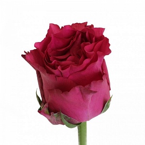 Малиновая роза "Лэйла" - купить цветы оптом в компании RoseOpt
