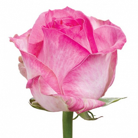 Розовая роза "Канди аваланж" - купить цветы оптом в компании RoseOpt