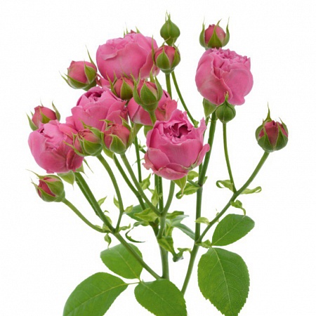 Кустовая пионовидная роза "Мисти баблс" - купить цветы оптом в компании RoseOpt
