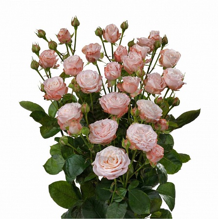 Кустовая пионовидная роза "Бомбастик" - купить цветы оптом в компании RoseOpt