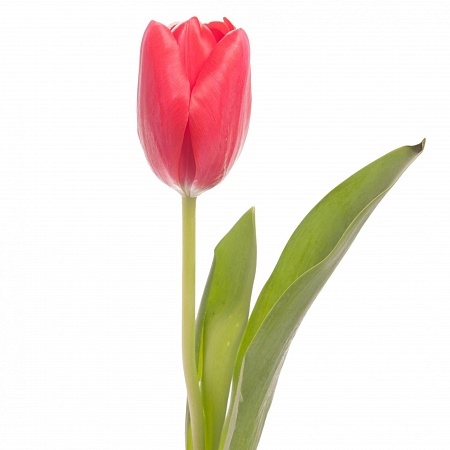 Красный тюльпан - купить цветы оптом в компании RoseOpt