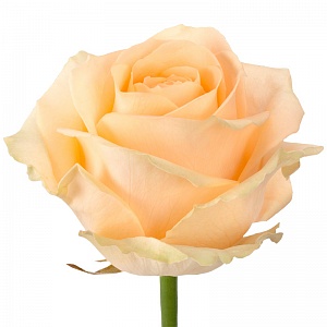 Кремовая роза "Пич Аваланж" - купить цветы оптом в компании RoseOpt