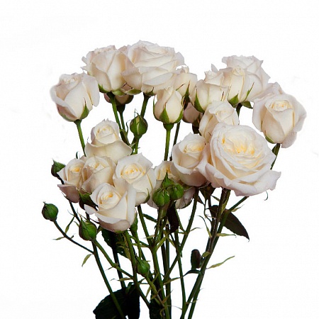 Кустовая кремовая роза "Супер баблс" - купить цветы оптом в компании RoseOpt