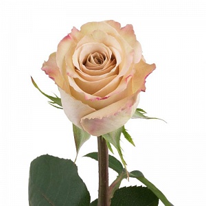 Роза Кремовая "Латте" - купить цветы оптом в компании RoseOpt