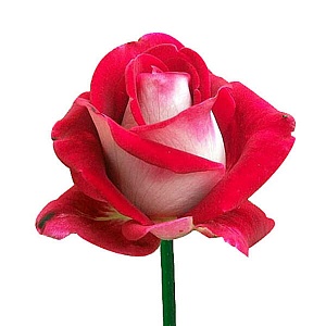 Красно белая роза "Виктория" - купить цветы оптом в компании RoseOpt