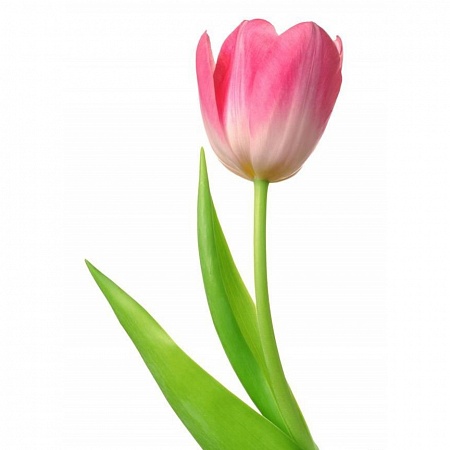 Розовый тюльпан - купить цветы оптом в компании RoseOpt