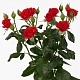 Красная кустовая роза "Кармини"