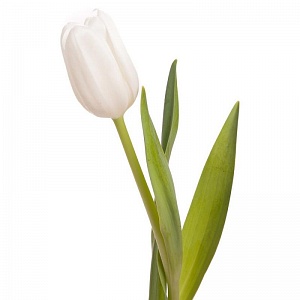 Белый тюльпан - купить цветы оптом в компании RoseOpt