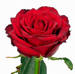 Красная роза "Эмиральд" - купить цветы оптом в компании RoseOpt