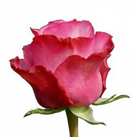 Роза малиновая "Чири" - купить цветы оптом в компании RoseOpt