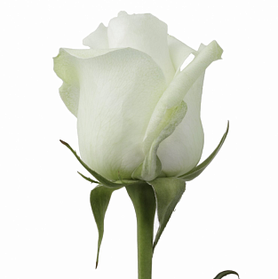 Роза белая "Лавбад" - купить цветы оптом в компании RoseOpt