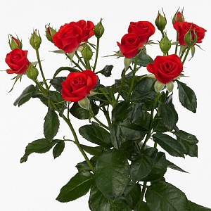 Красная кустовая роза "Кармини" - купить цветы оптом в компании RoseOpt