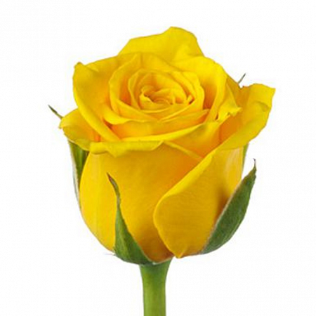 Роза желтая "Пени лэйн" - купить цветы оптом в компании RoseOpt