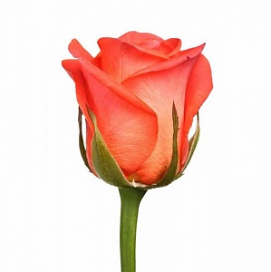 Оранжевая роза "Вау" - купить цветы оптом в компании RoseOpt