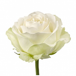 Роза белая "Аваланж" - купить цветы оптом в компании RoseOpt