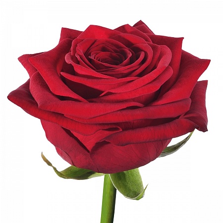 Роза красная "Ред наоми" - купить цветы оптом в компании RoseOpt