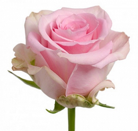 Светло розовая роза "Свит Аваланж" - купить цветы оптом в компании RoseOpt