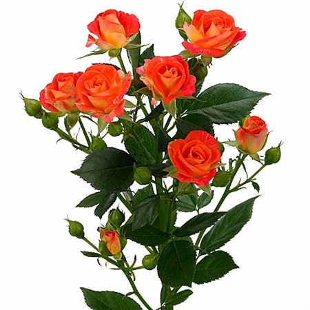Оранжевая кустовая роза "Фиеста" - купить цветы оптом в компании RoseOpt