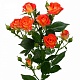 Оранжевая кустовая роза "Фиеста"