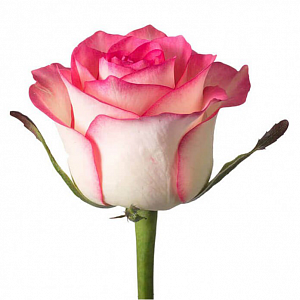 Бело розовая роза "Джумилия" - купить цветы оптом в компании RoseOpt