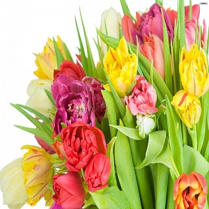 Пионовидный тюльпан в ассортименте - купить цветы оптом в компании RoseOpt