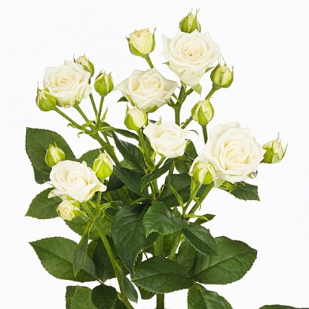 Кустовая белая роза "Сноуфлейк" - купить цветы оптом в компании RoseOpt