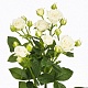 Кустовая белая роза "Сноуфлейк"