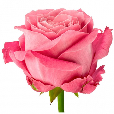 Роза розово-фиолетовая "Олфолав" - купить цветы оптом в компании RoseOpt