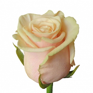 Роза кремовая "Талея" - купить цветы оптом в компании RoseOpt