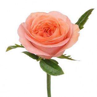 Розовая пионовидная роза "Лондон ай" - купить цветы оптом в компании RoseOpt