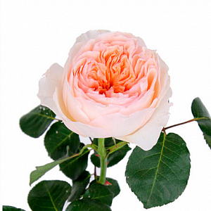 Розовая пионовидная роза "Джульетта" - купить цветы оптом в компании RoseOpt