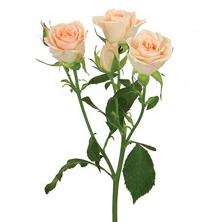 Кремовая кустовая роза "Свитсара" - купить цветы оптом в компании RoseOpt