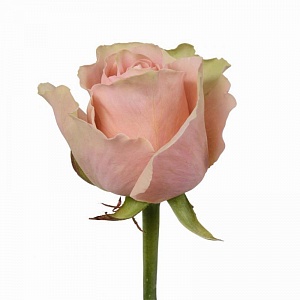 Роза нежно розовая "Пинк Аваланш" - купить цветы оптом в компании RoseOpt