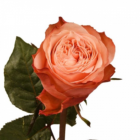 Персиковая роза "Леди Априкот" - купить цветы оптом в компании RoseOpt