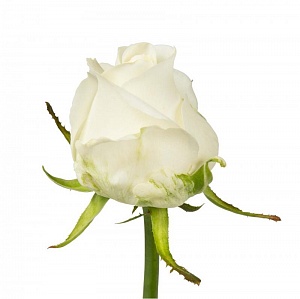 Роза белая "Вайт найт" - купить цветы оптом в компании RoseOpt