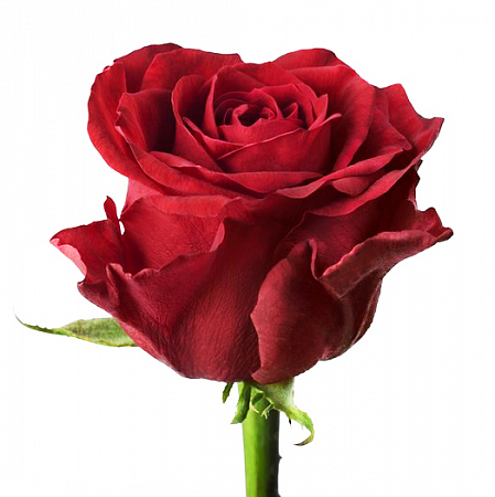 Красная роза "Мирна" - купить цветы оптом в компании RoseOpt