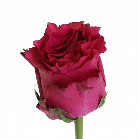 Малиновая роза "Лэйла" - купить цветы оптом в компании RoseOpt