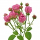 Кустовая пионовидная роза "Мисти баблс"