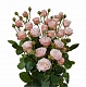 Кустовая пионовидная роза "Бомбастик"