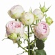 Кустовая пионовидная роза "Маршмеллоу"