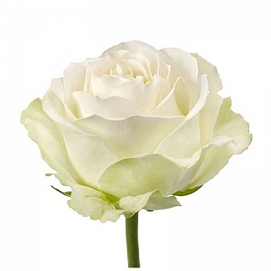 Роза белая "Аваланж" - купить цветы оптом в компании RoseOpt