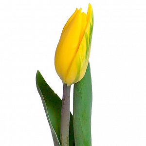 Желтый тюльпан - купить цветы оптом в компании RoseOpt